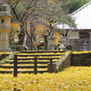 銀杏
