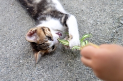 野良にゃんこ