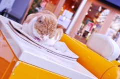 元町ネコ
