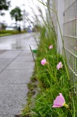 雨×みなとみらい