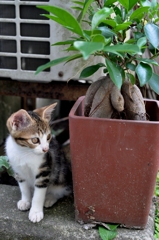 野良にゃんこ