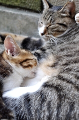 野良にゃんこ