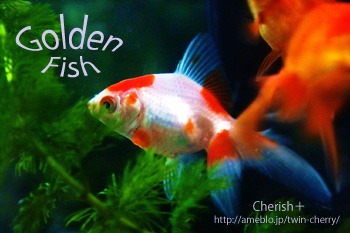 Golden Fish