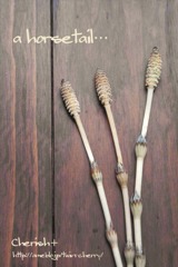 A horsetail