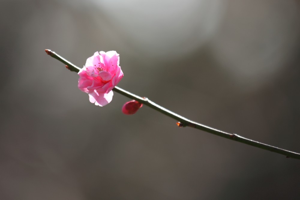 梅の花