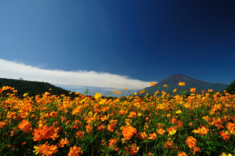 キバナコスモスと富士山