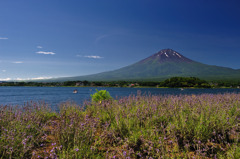 ラベンダーと富士山