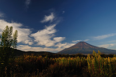 セイタカアワダチソウと富士山