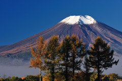 ハリモミ純林と富士山