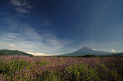 ラベンダーと富士山