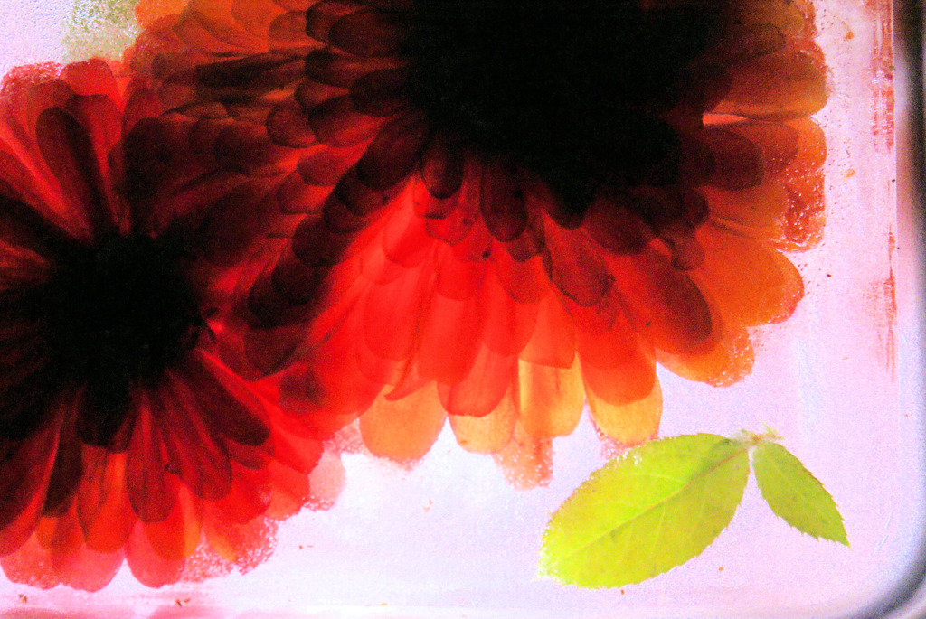 水中花
