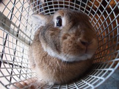 すっぽり