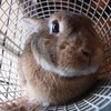 すっぽり
