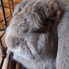 うさぎのぽんたろう