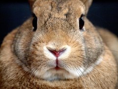 うさぎのあんこ