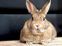 うさぎのあんこ
