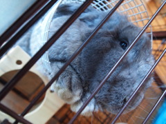 うさぎのぽんたろう