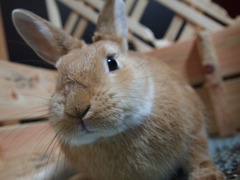 うさぎのきなこ