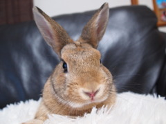 あんことソファー