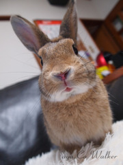 うさぎのあんこ