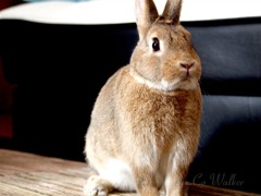 うさぎのあんこ