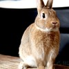 うさぎのあんこ