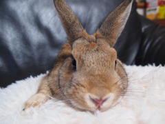 あんことソファー