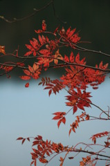 白駒池の秋