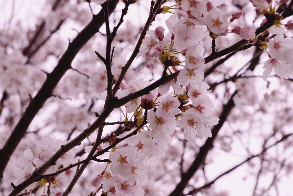 桜