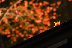 紅葉