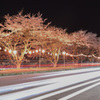 桜を照らす物