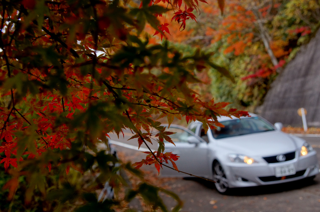 紅葉ドライブ