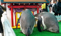 ペンギンお宮参り
