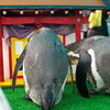 ペンギンお宮参り
