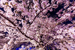 _U4A3673