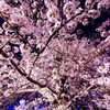 _U4A3673