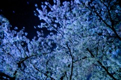 煌夜桜