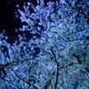 煌夜桜
