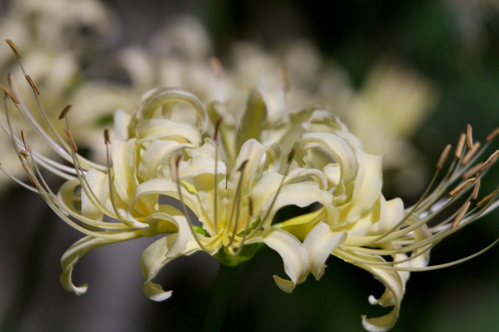 Lycoris