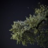 夜桜
