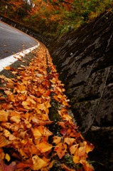 道の隅の紅葉