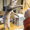 それほし〜の！