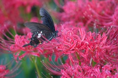 Papilio protenor