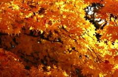 近所の紅葉
