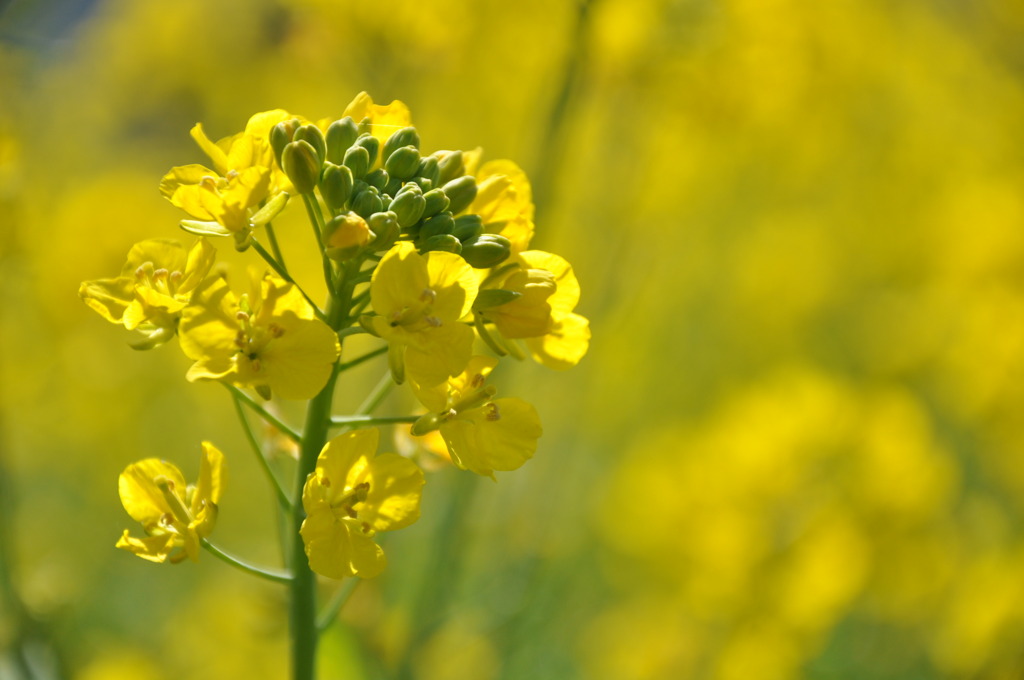 菜の花