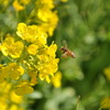菜の花とミツバチ