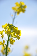 菜の花と青空