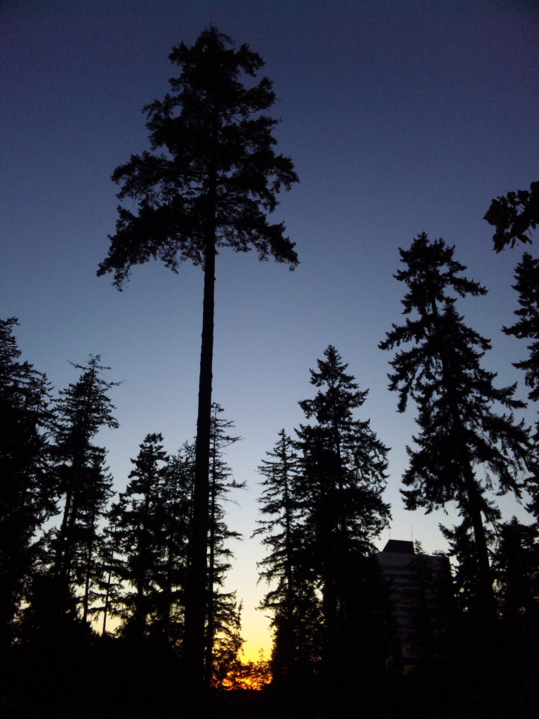 Under the Trees