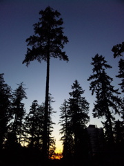 Under the Trees