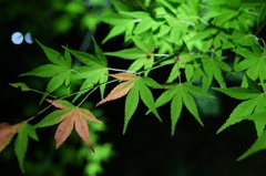 紅葉、始めました